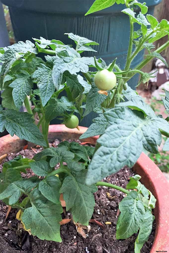 How to Grow and Care for Tomatoes in Your Garden