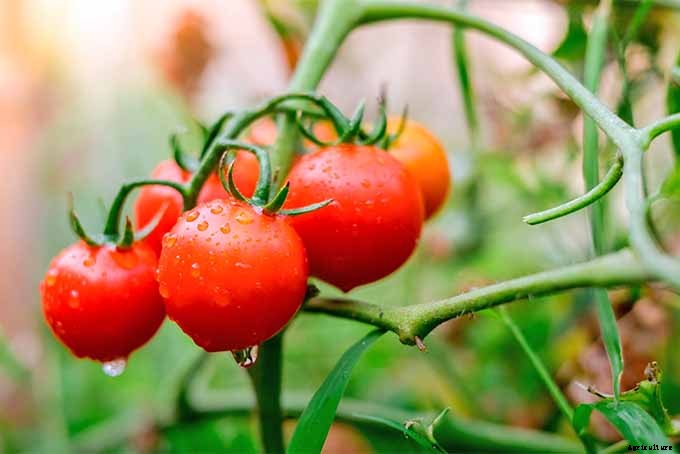 How to Grow and Care for Tomatoes in Your Garden