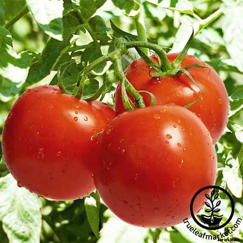 How to Grow and Care for Tomatoes in Your Garden