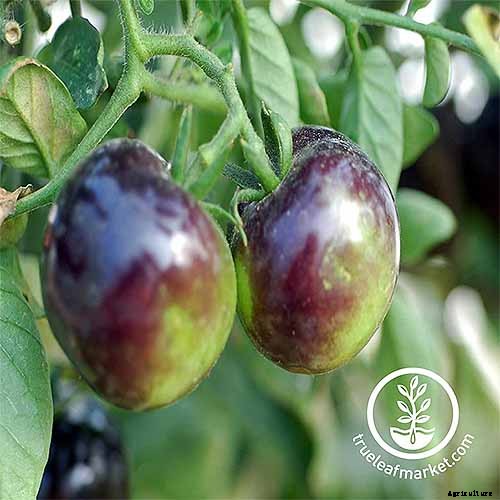 How to Grow and Care for Tomatoes in Your Garden