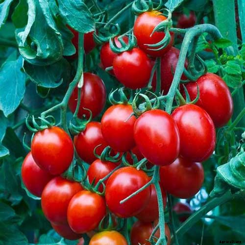 How to Grow and Care for Tomatoes in Your Garden