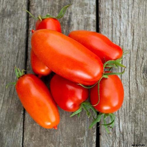 How to Grow and Care for Tomatoes in Your Garden