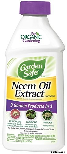 How to Grow and Care for Tomatoes in Your Garden