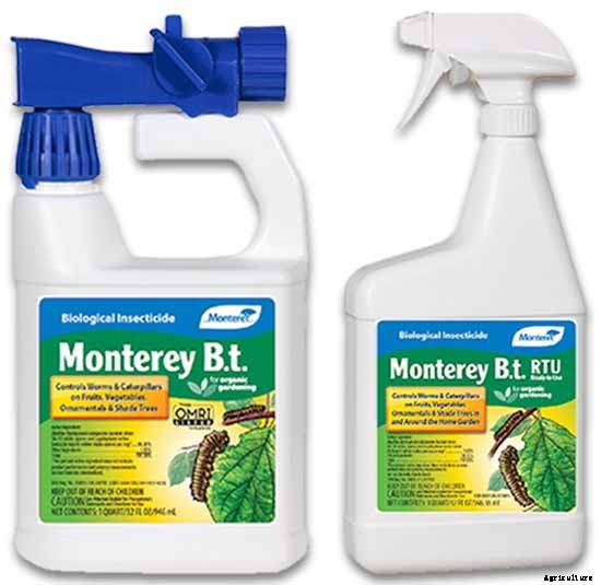 How to Grow and Care for Tomatoes in Your Garden