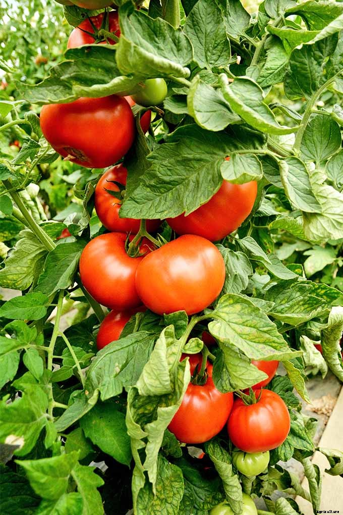 How to Grow and Care for Tomatoes in Your Garden