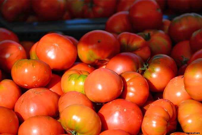 How to Grow and Care for Tomatoes in Your Garden