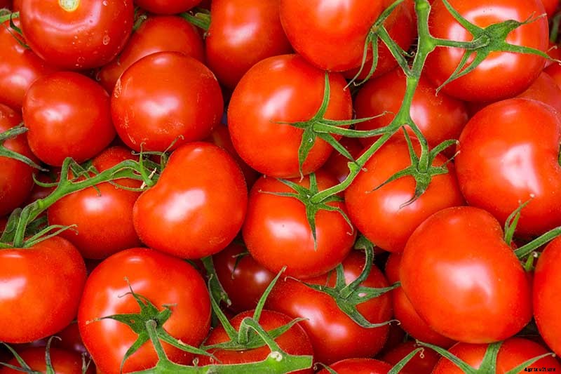 How to Grow and Care for Tomatoes in Your Garden