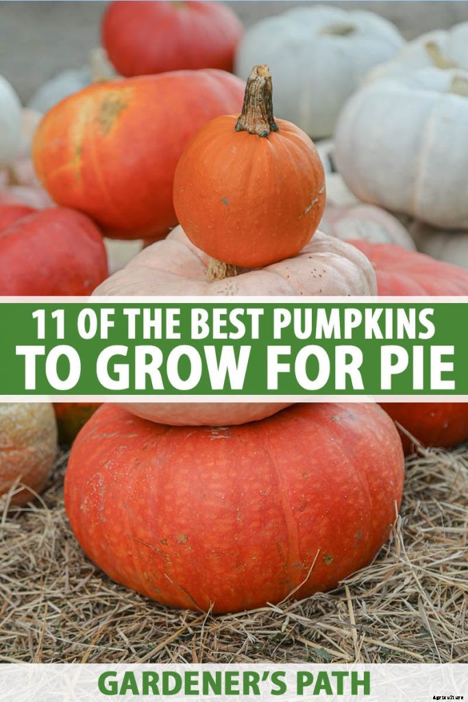 11 of the Best Pumpkins to Grow for Pies, Puree, and Other Treats
