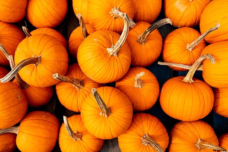 11 of the Best Pumpkins to Grow for Pies, Puree, and Other Treats