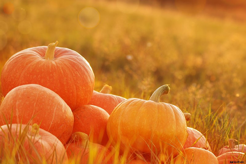 11 of the Best Pumpkins to Grow for Pies, Puree, and Other Treats