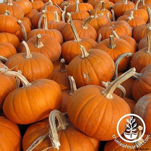 11 of the Best Pumpkins to Grow for Pies, Puree, and Other Treats