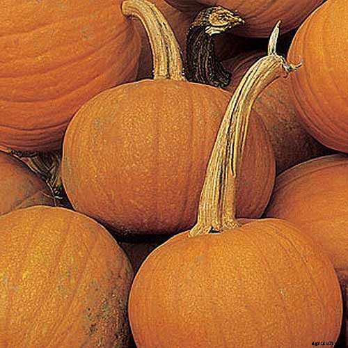 11 of the Best Pumpkins to Grow for Pies, Puree, and Other Treats