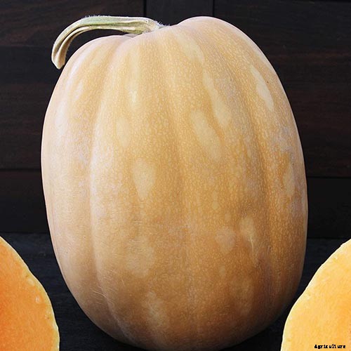 11 of the Best Pumpkins to Grow for Pies, Puree, and Other Treats