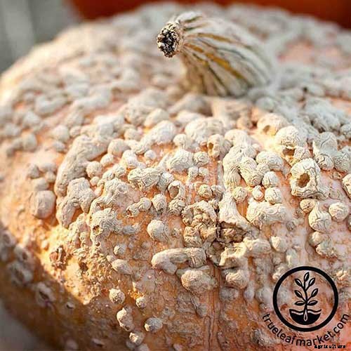 11 of the Best Pumpkins to Grow for Pies, Puree, and Other Treats