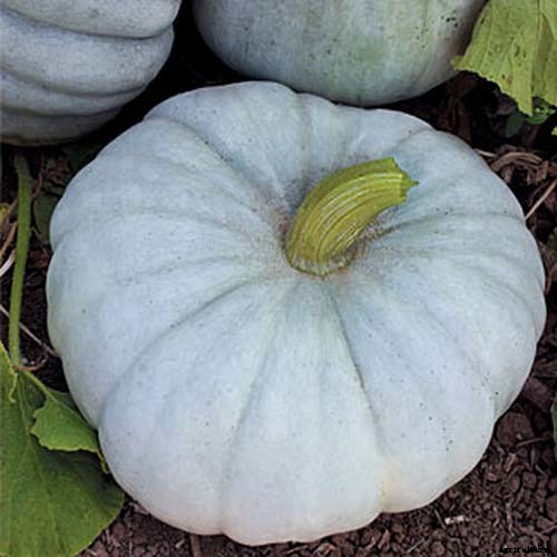 11 of the Best Pumpkins to Grow for Pies, Puree, and Other Treats