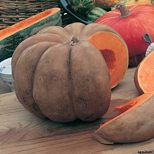 11 of the Best Pumpkins to Grow for Pies, Puree, and Other Treats