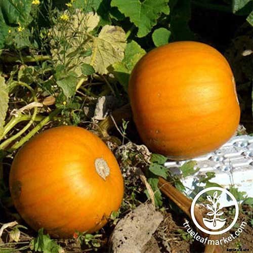 11 of the Best Pumpkins to Grow for Pies, Puree, and Other Treats