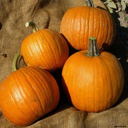 11 of the Best Pumpkins to Grow for Pies, Puree, and Other Treats