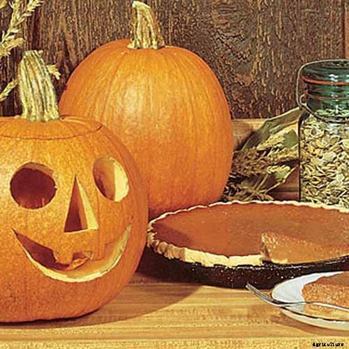 11 of the Best Pumpkins to Grow for Pies, Puree, and Other Treats
