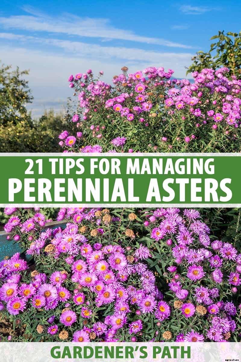 21 Tips for Managing Perennial Asters in the Garden