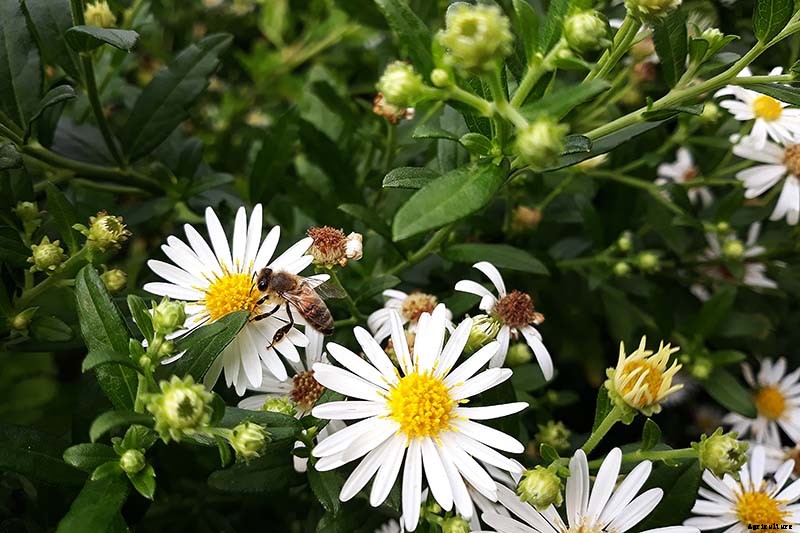 21 Tips for Managing Perennial Asters in the Garden