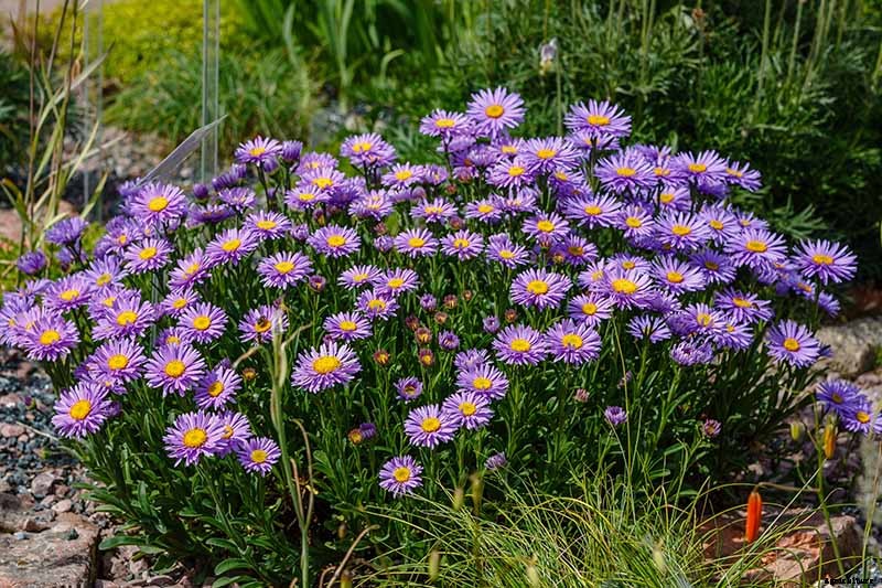 21 Tips for Managing Perennial Asters in the Garden