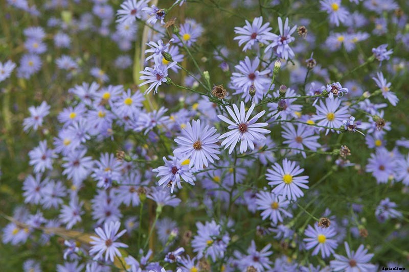 21 Tips for Managing Perennial Asters in the Garden