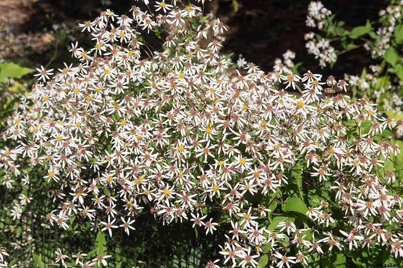 21 Tips for Managing Perennial Asters in the Garden