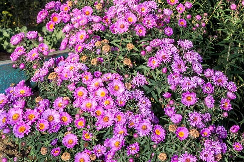 21 Tips for Managing Perennial Asters in the Garden