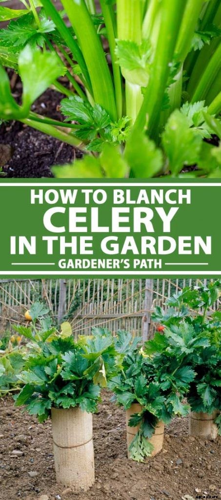 How to Blanch Celery in the Garden (And Why You Should!)