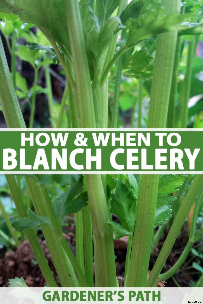 How to Blanch Celery in the Garden (And Why You Should!)