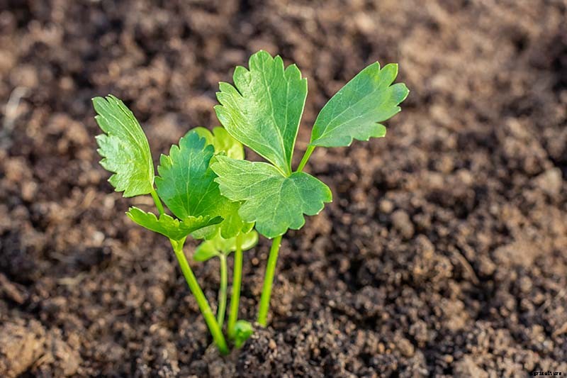 How to Blanch Celery in the Garden (And Why You Should!)
