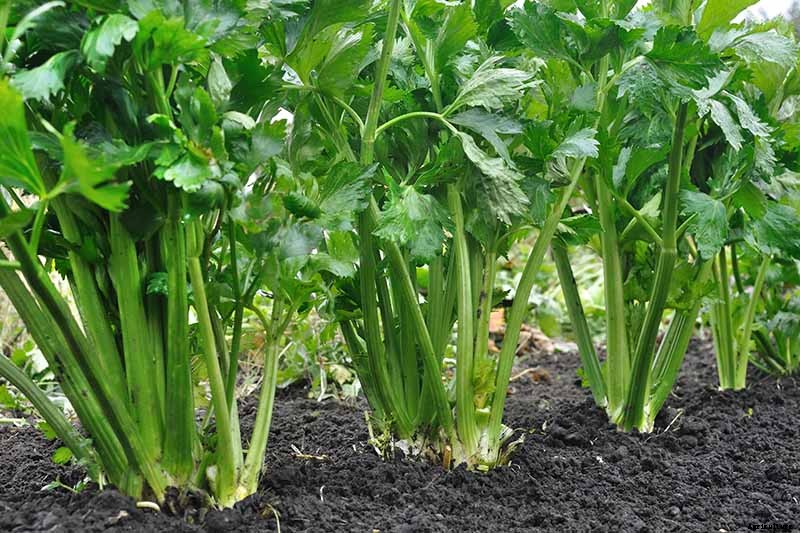 How to Blanch Celery in the Garden (And Why You Should!)