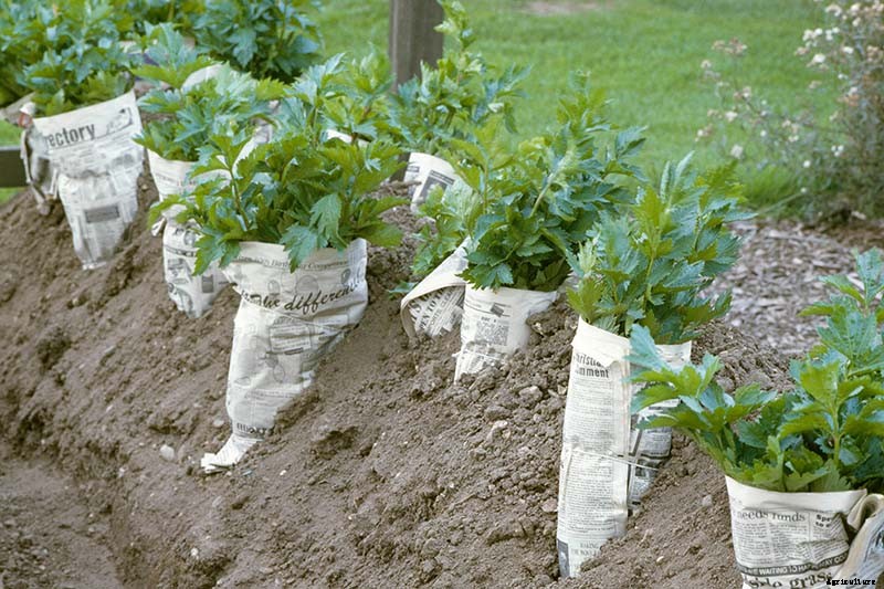 How to Blanch Celery in the Garden (And Why You Should!)