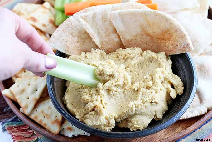 How to Blanch Celery in the Garden (And Why You Should!)