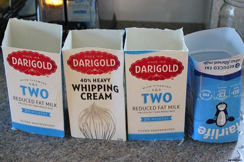 How to Blanch Celery in the Garden (And Why You Should!)