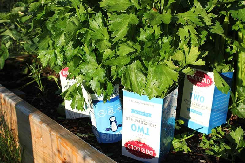 How to Blanch Celery in the Garden (And Why You Should!)