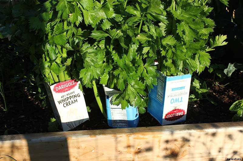 How to Blanch Celery in the Garden (And Why You Should!)