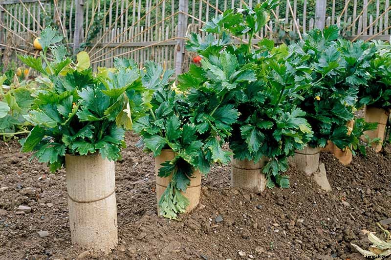 How to Blanch Celery in the Garden (And Why You Should!)