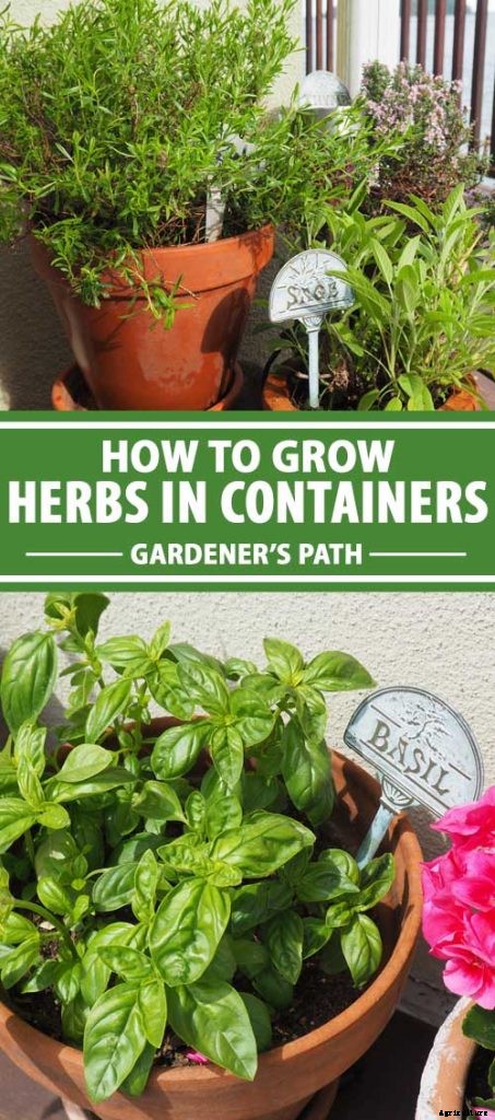 How to Grow Herbs in Containers