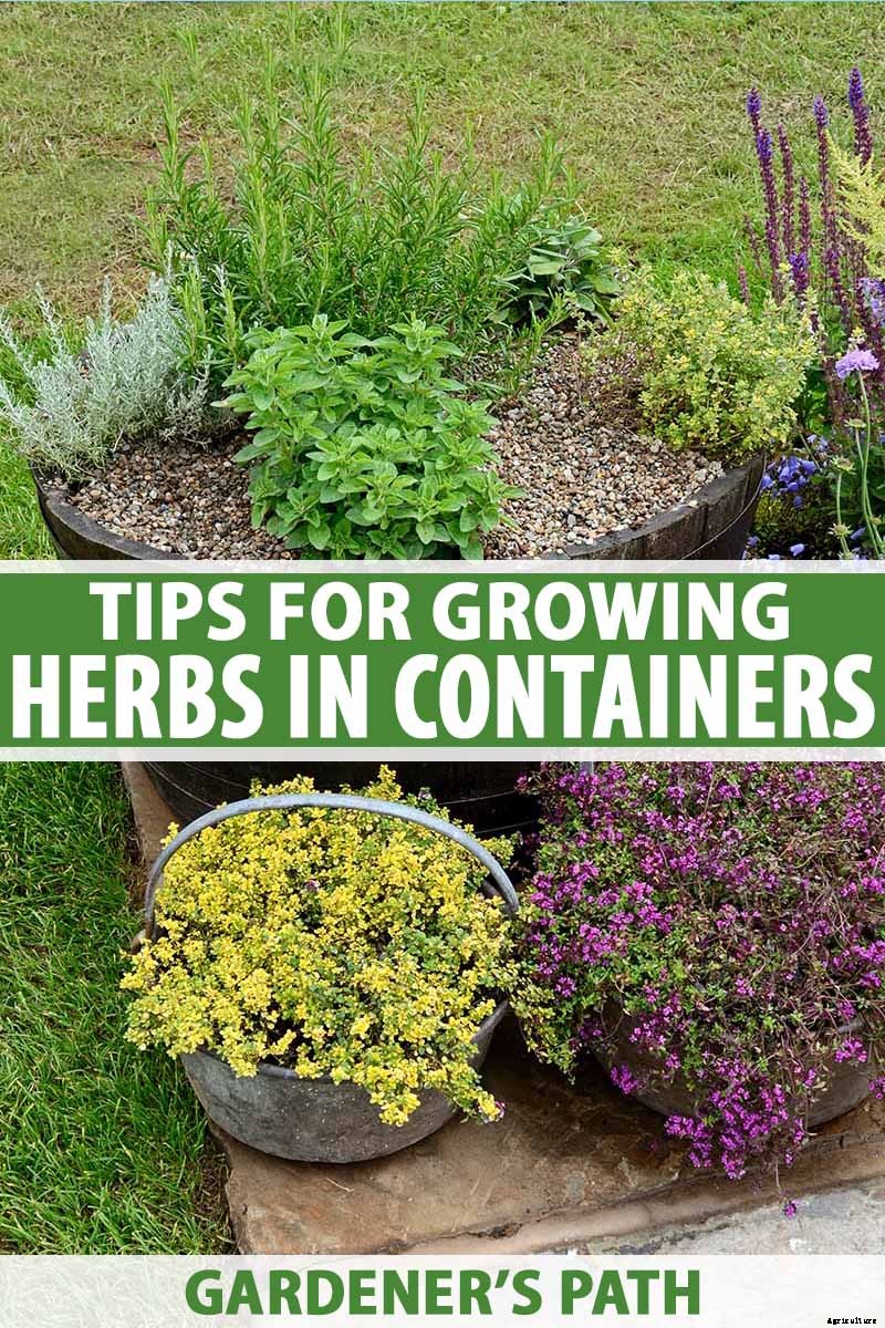 How to Grow Herbs in Containers