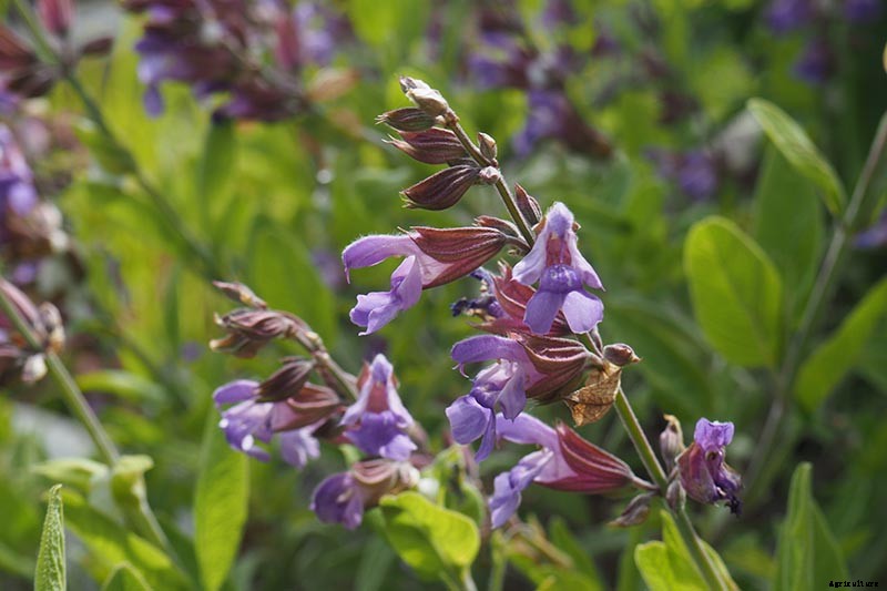 How to Grow Herbs in Containers
