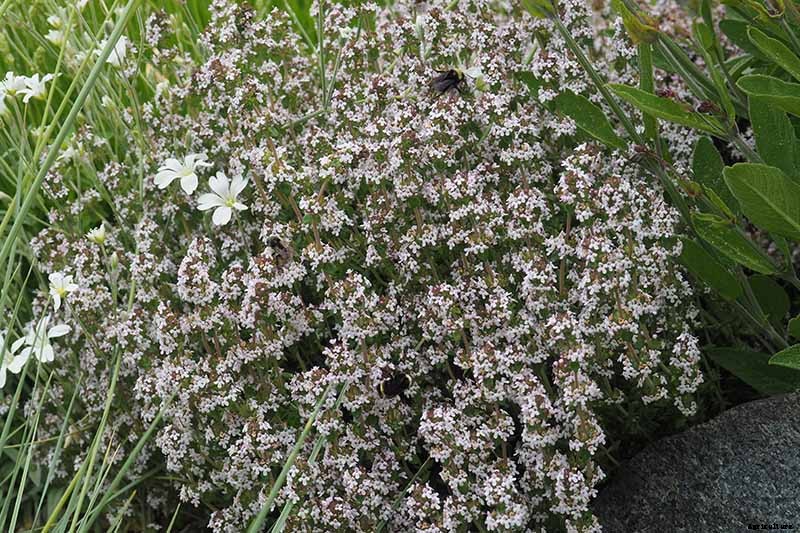 How to Grow Herbs in Containers