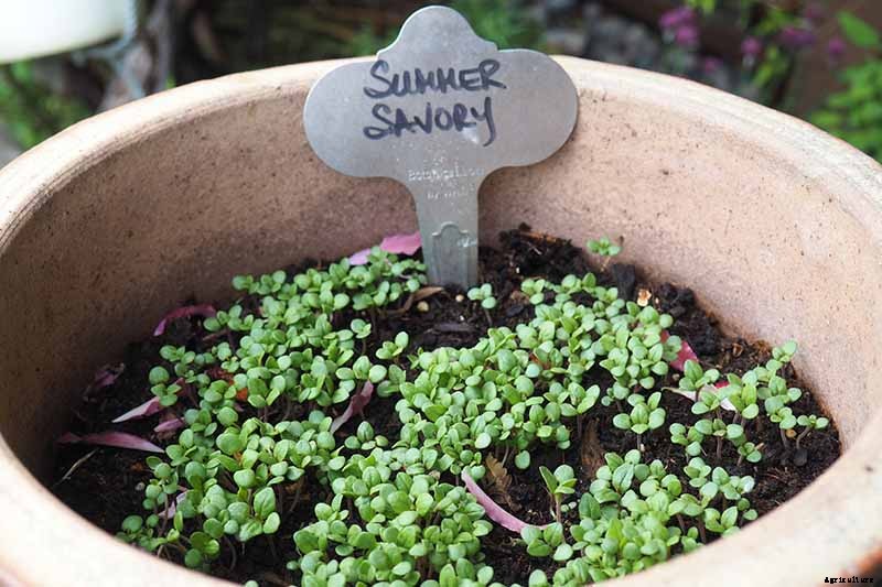 How to Grow Herbs in Containers