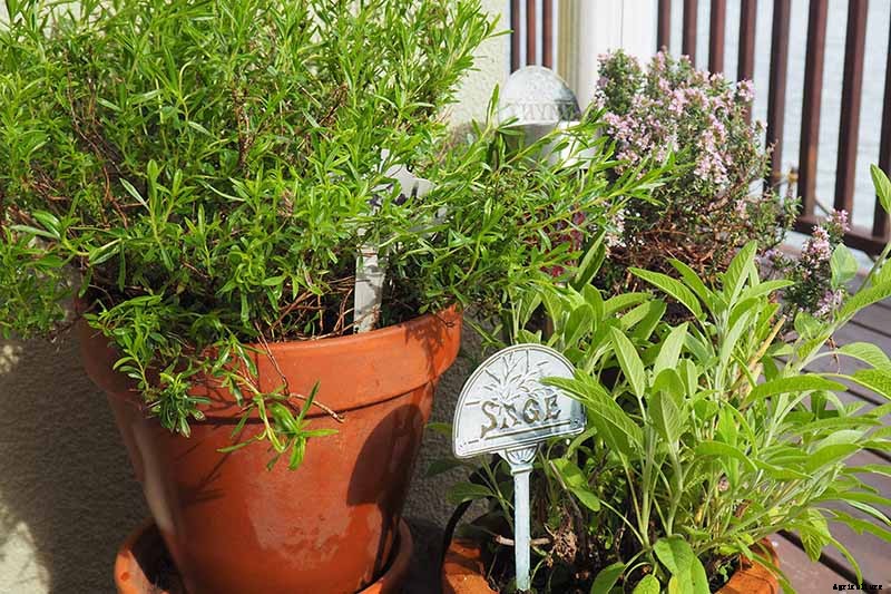 How to Grow Herbs in Containers