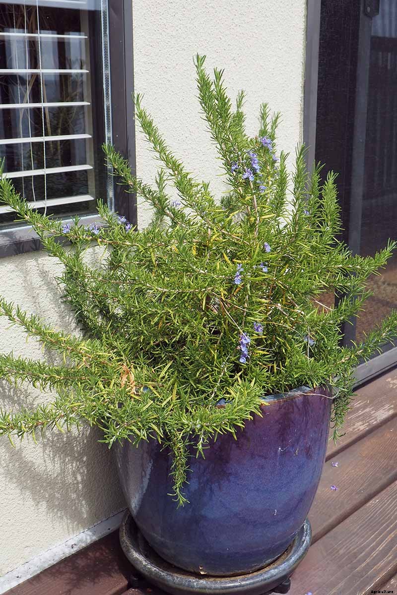 How to Grow Herbs in Containers