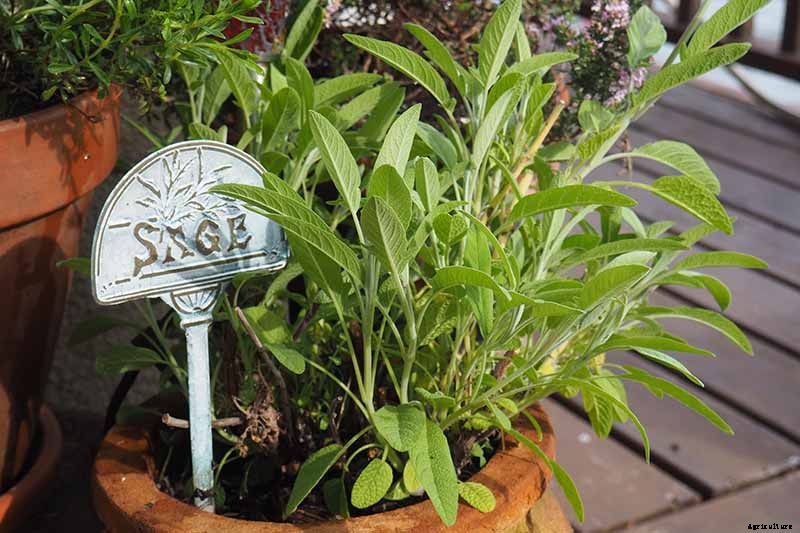 How to Grow Herbs in Containers