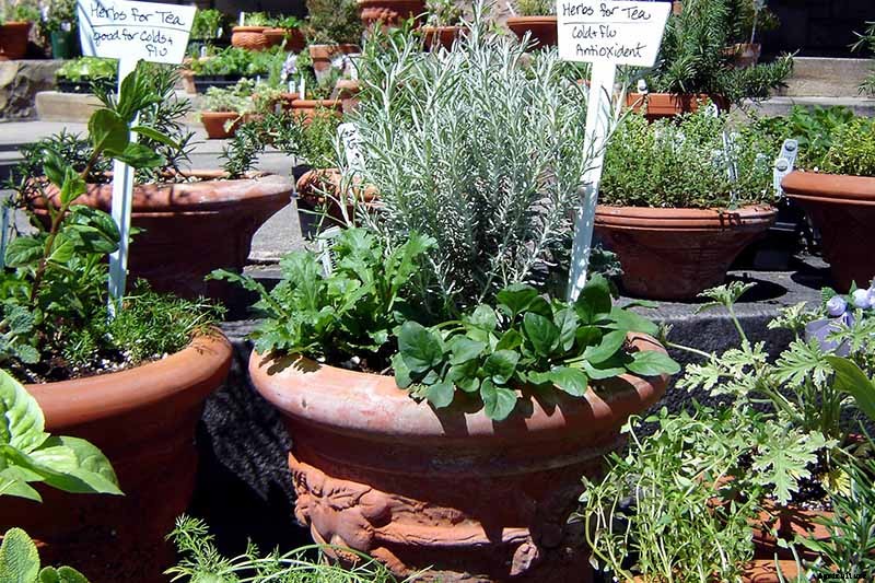 How to Grow Herbs in Containers