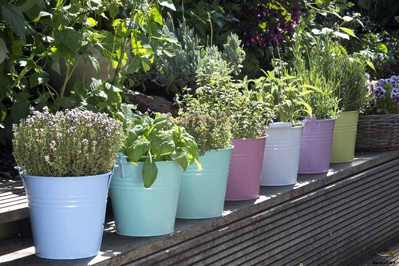 How to Grow Herbs in Containers