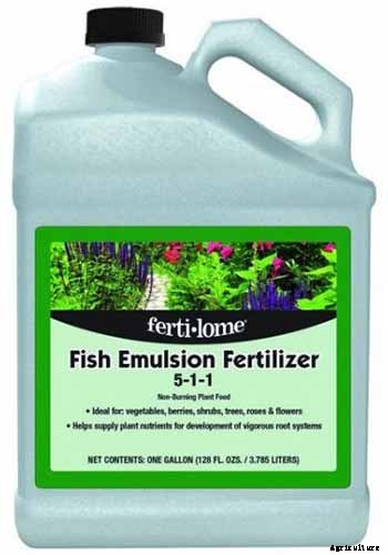 How to Grow Herbs in Containers